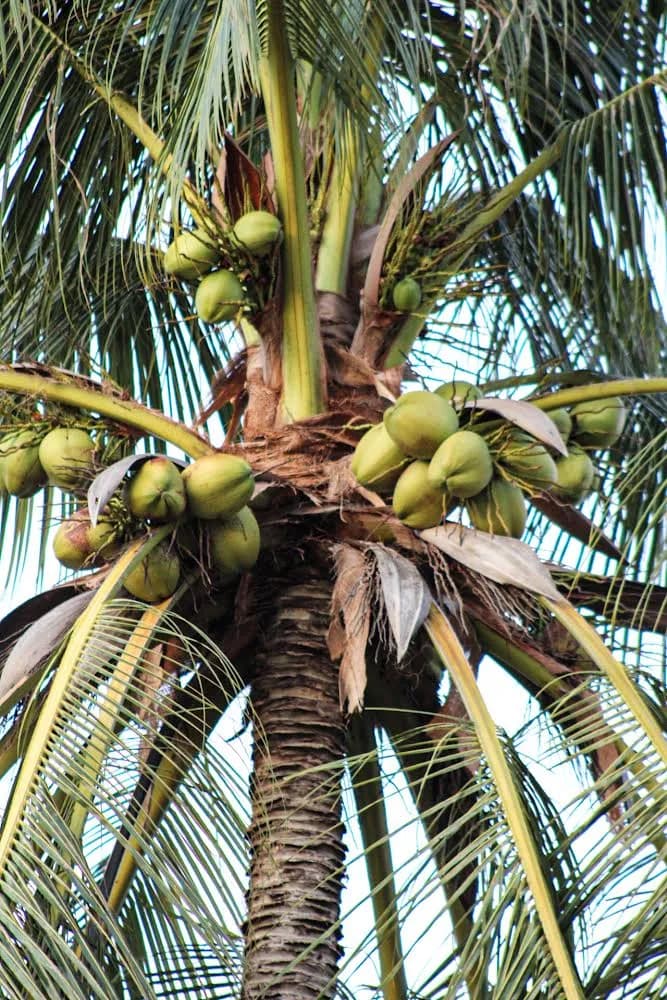 Green Flow on Instagram — food and beach life at Ban Tai, Koh Samui